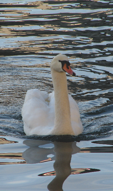 swan.png